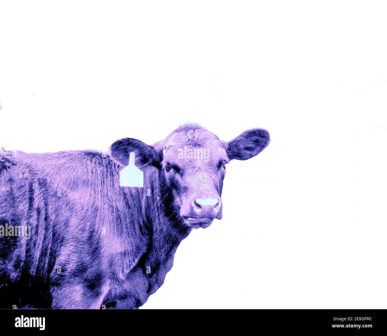 Dreiviertelansicht einer jungen Kuh isoliert und getönt Rot Stockfoto