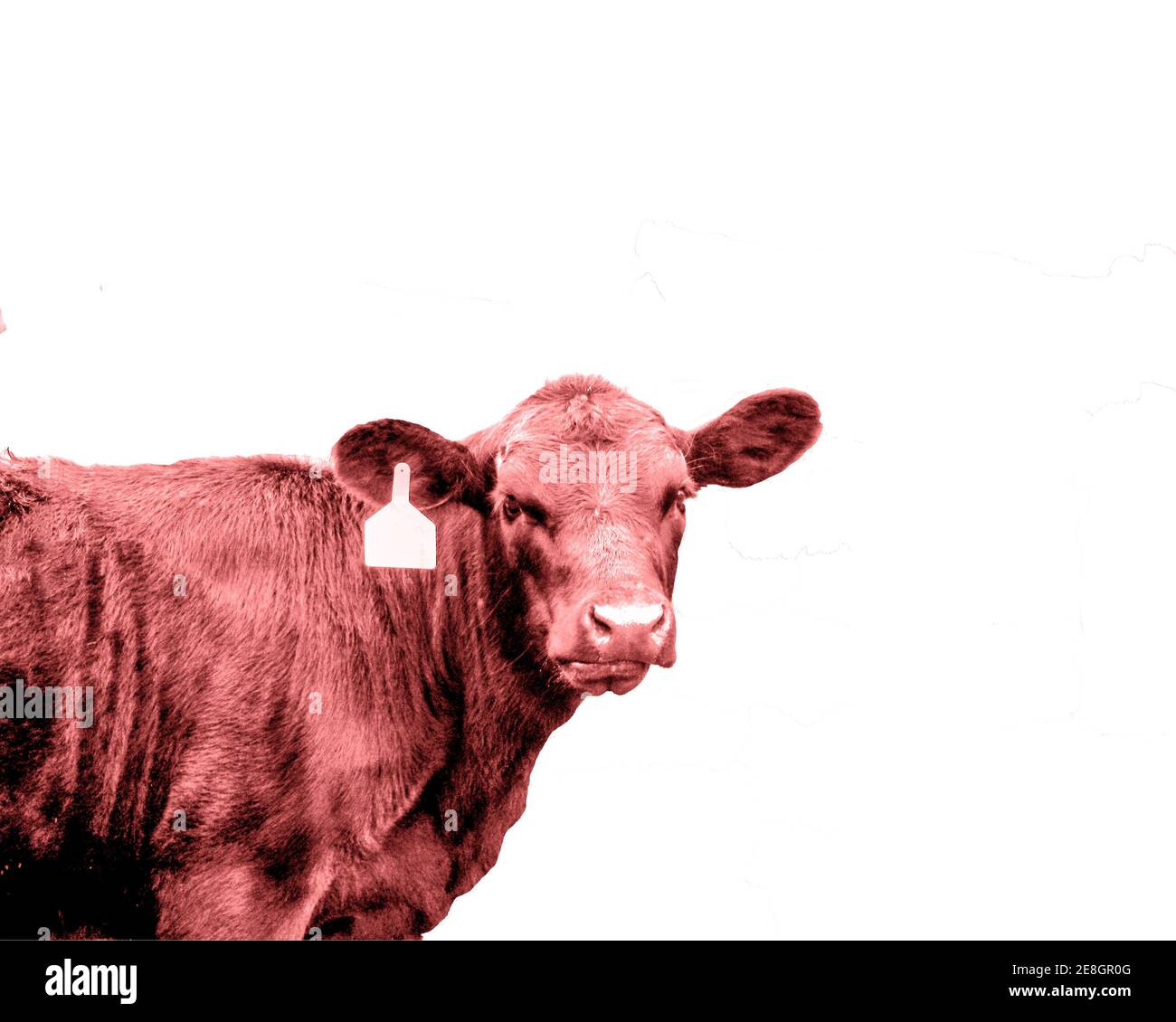Dreiviertelansicht einer jungen Kuh isoliert und getönt Rot Stockfoto