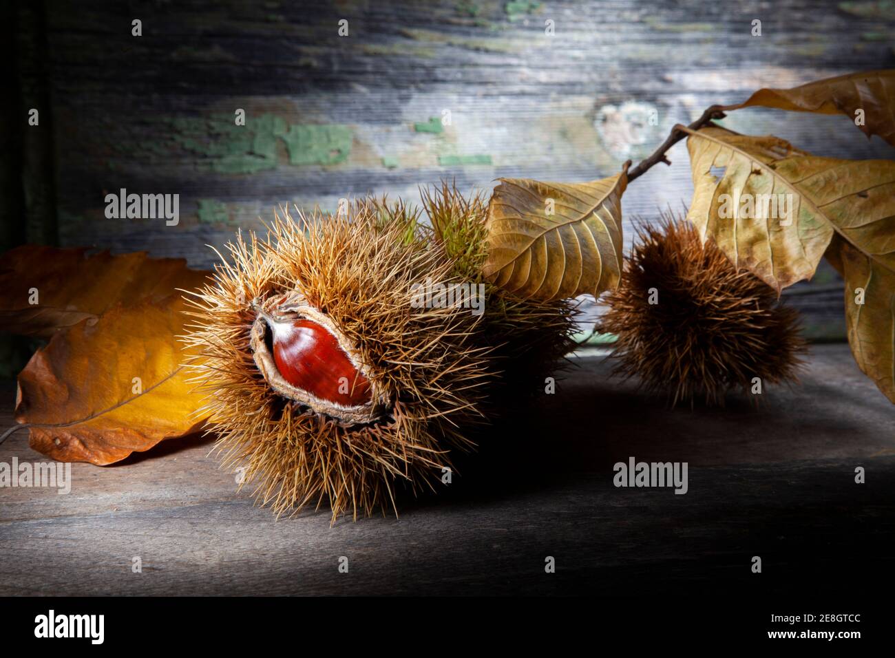 Herbststill Leben der Kastanie mit getrockneten Blättern und Muscheln. Makrofoto von auf Holztisch mit verfallener Hintergrund. Aufgenommen mit Spotlight in Studio Stockfoto