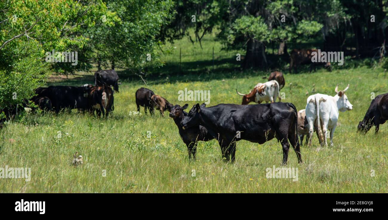 Ein Webbanner einer Gruppe kommerziell gezüchtter Rinder verschiedener Rassen auf einer Hochsommerweide. Stockfoto