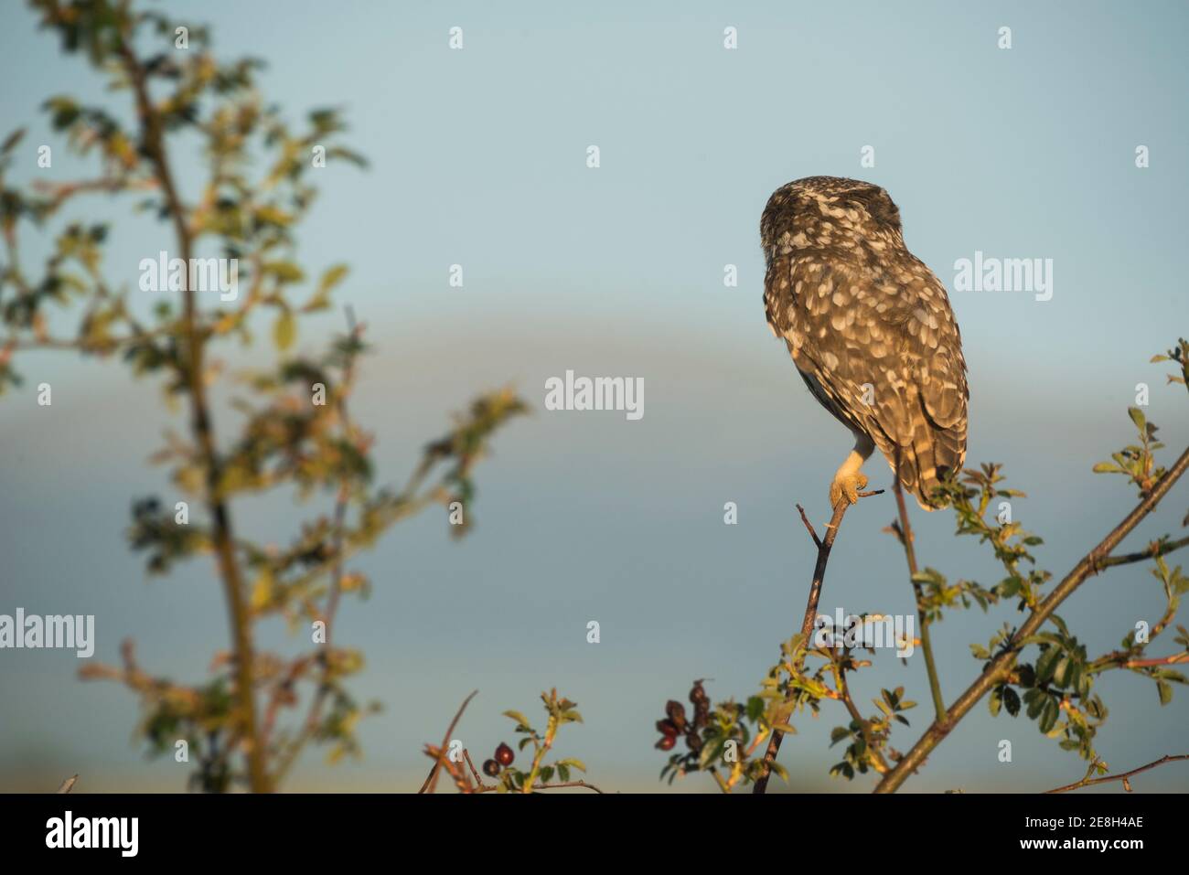 Kleine Eule (Athene noctua) Thront in einem Busch mit blauem Himmel Hintergrund mit Kopie Platz Stockfoto