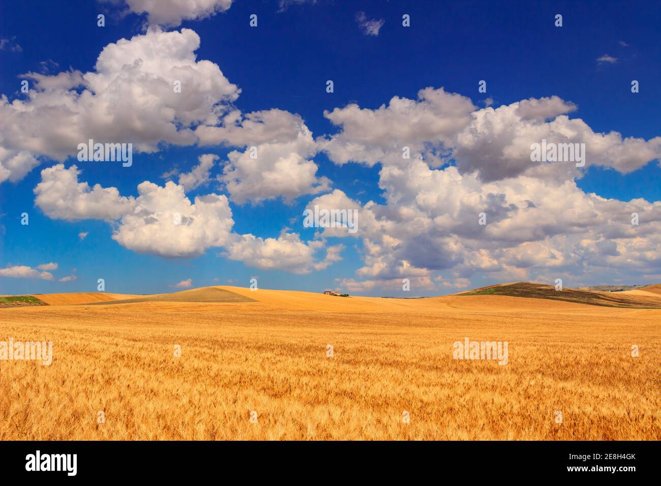 Zwischen Apulien und Basilikata: Hügelige Landschaft mit Kornfeld von Wolken dominiert, ITALIEN. Bauernhaus auf einem Hügel zwischen Getreidefeldern. Stockfoto