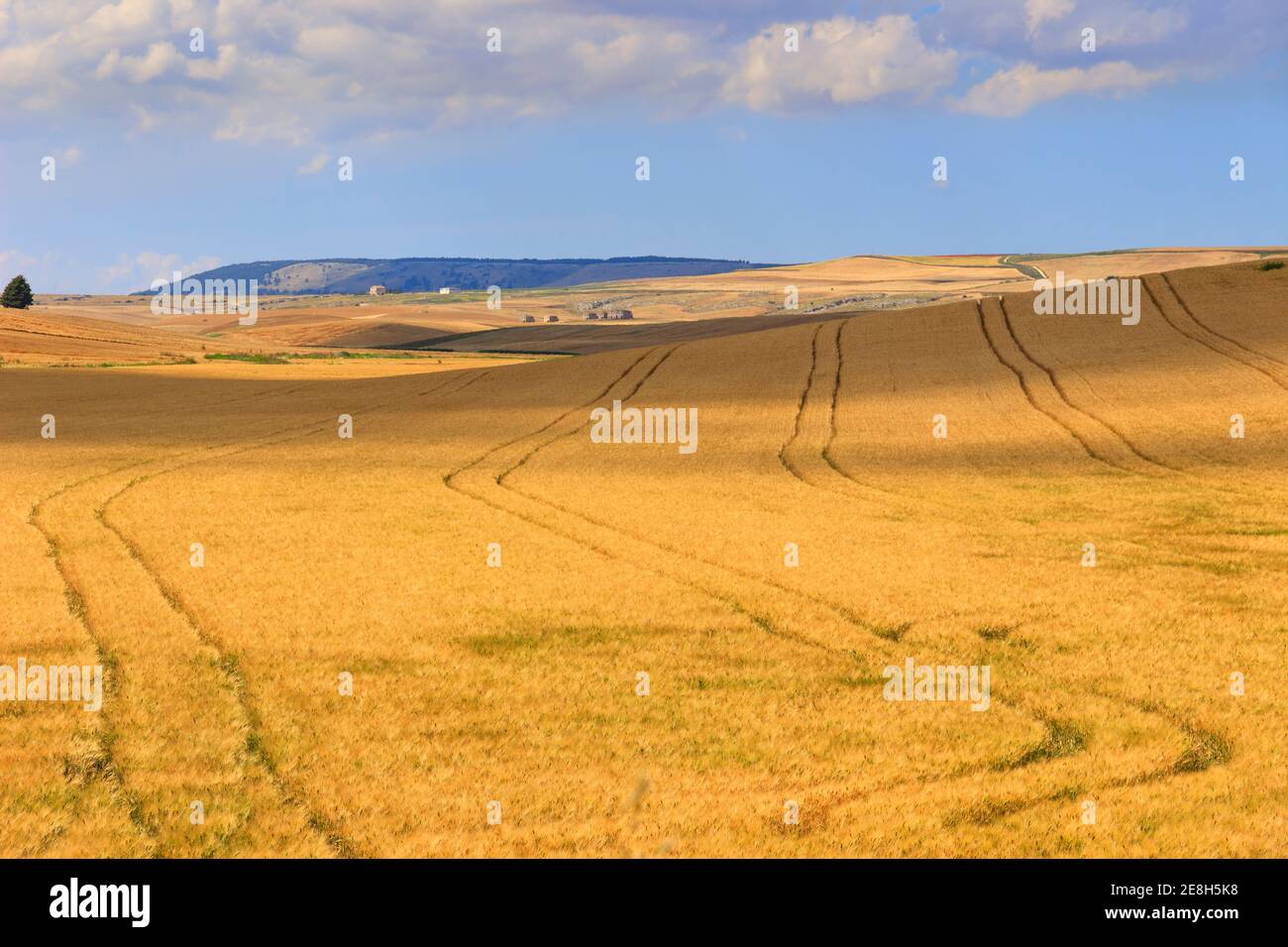 Zwischen Apulien und Basilikata: Hügelige Landschaft mit Kornfeld von Wolken dominiert, ITALIEN. Bauernhaus auf einem Hügel zwischen Getreidefeldern. Stockfoto