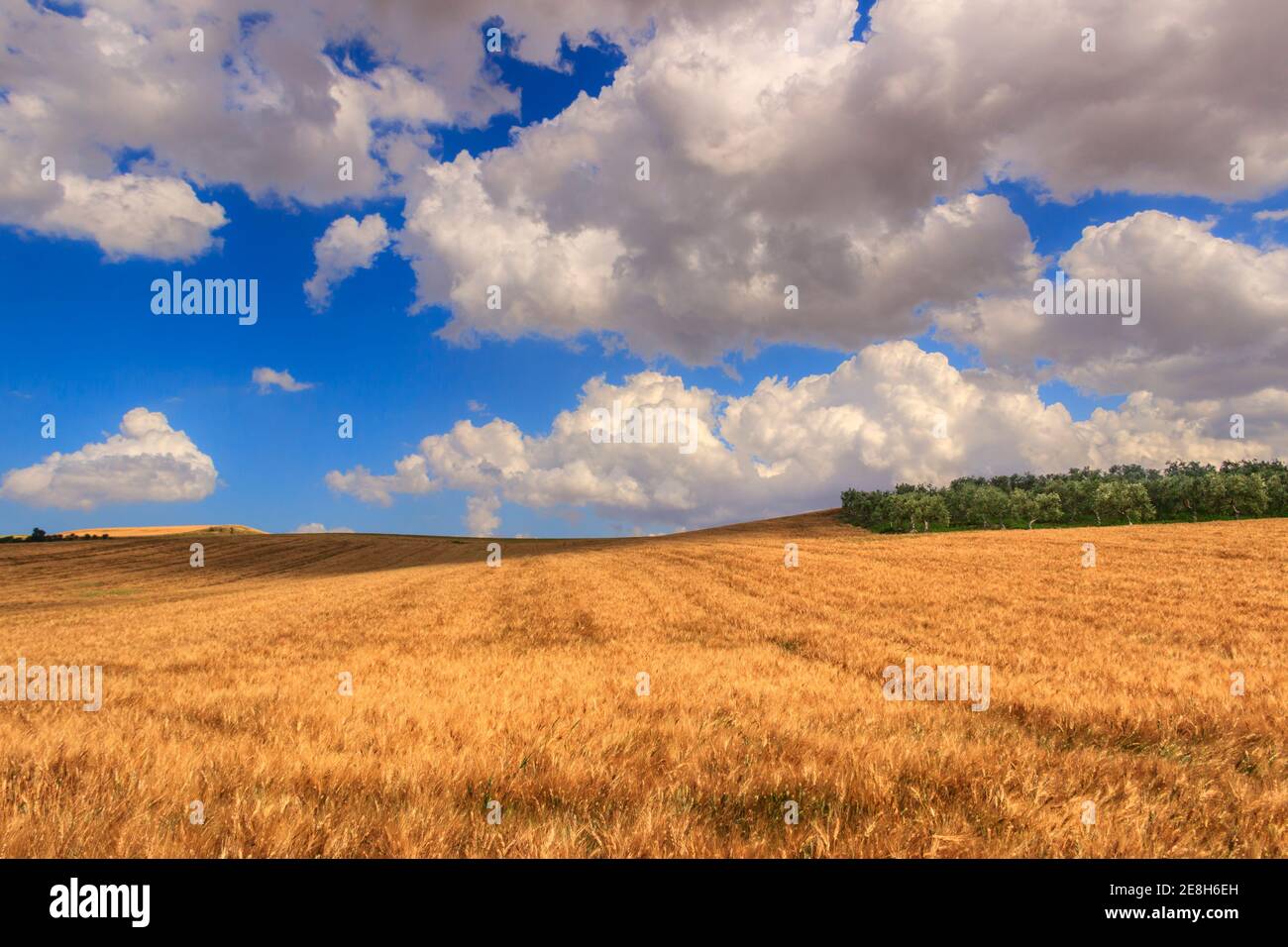 Zwischen Apulien und Basilikata: Hügelige Landschaft mit Kornfeld von Wolken dominiert, ITALIEN. Bauernhaus auf einem Hügel zwischen Getreidefeldern. Stockfoto