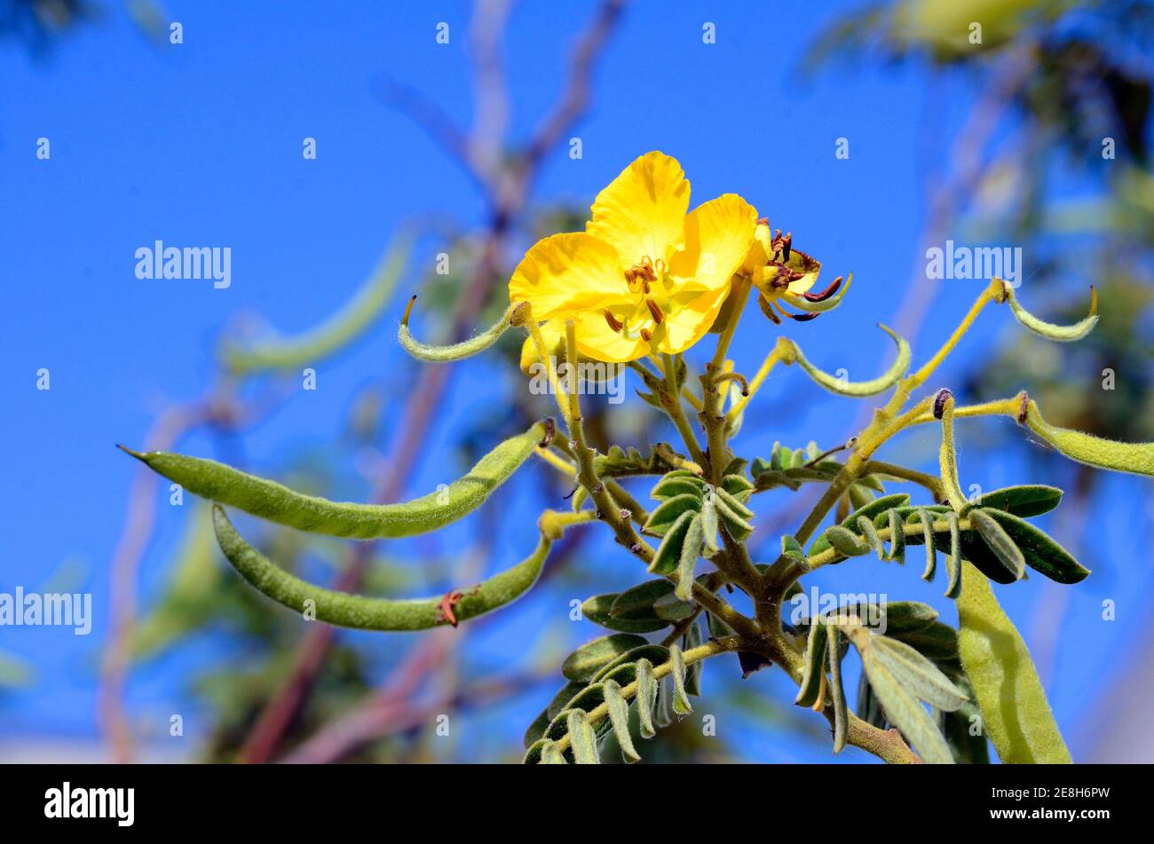 Senna multiglandulosa Blume, einheimische Arten von Mittel-und Südamerika Stockfoto