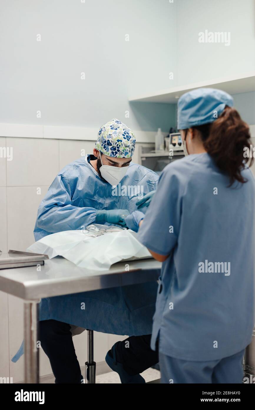 Nicht erkennbarer männlicher Tierarzt Operateur Tierpatient mit medizinischen Werkzeugen Neben der weiblichen Assistentin in der Uniform im Krankenhaus Stockfoto