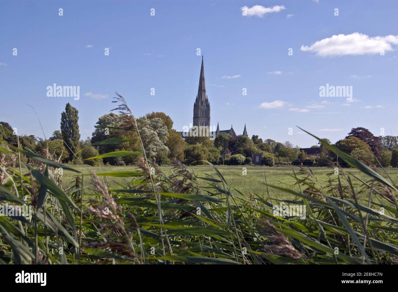Blick über die Wasserwiesen zur mittelalterlichen Kathedrale in Salisbury, Wiltshire. Stockfoto