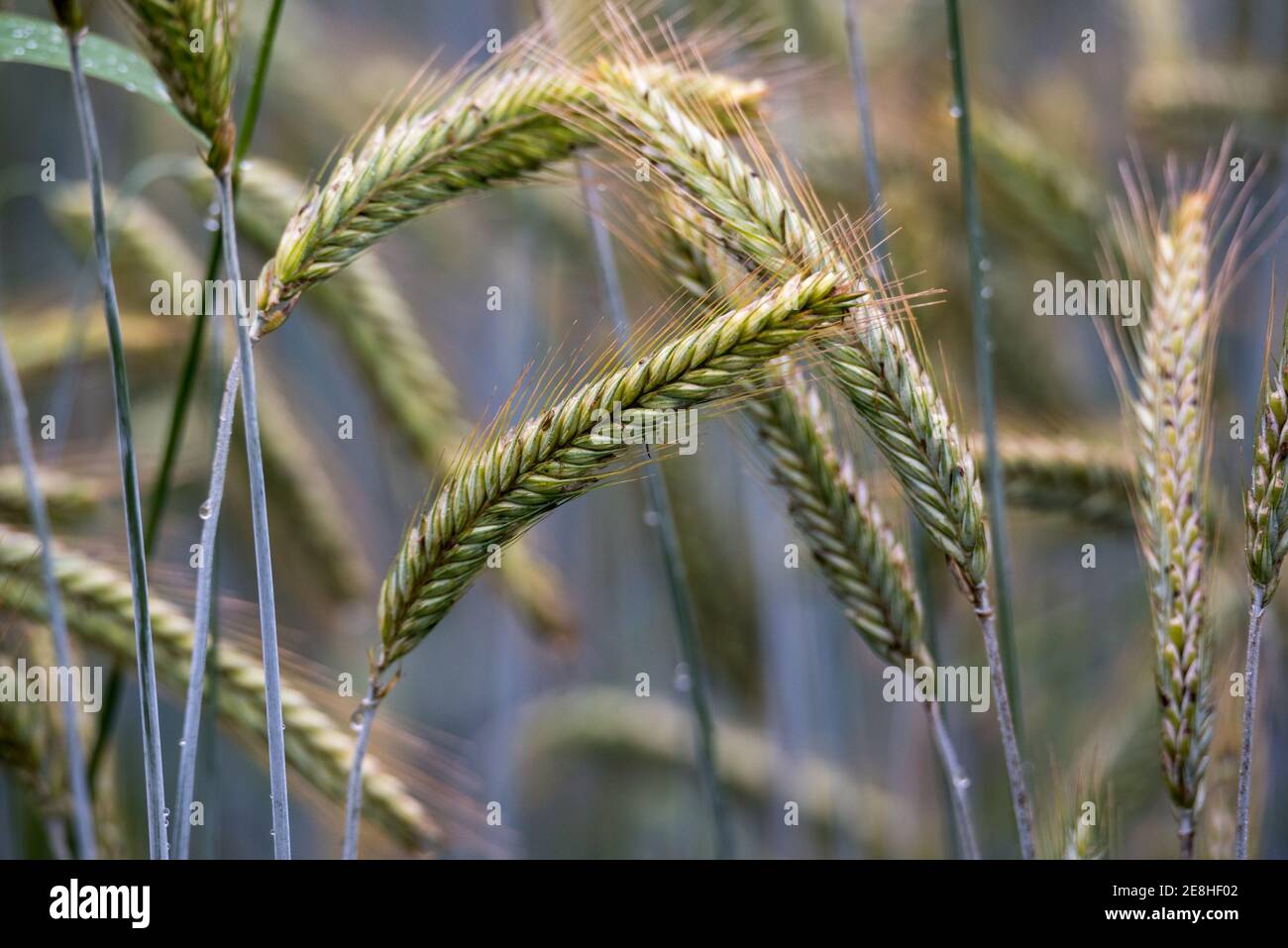 Getreide auf dem Feld. Grüne reifende Ohren im Sonnenschein. Frühling und Sommer auf dem Land. Ländliche Landschaft. Stockfoto