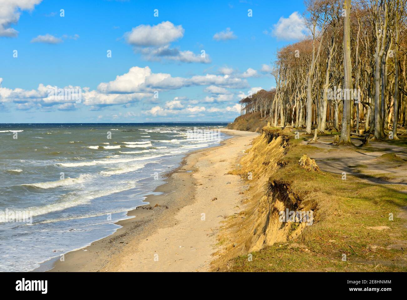 Stürmischer und sonniger Wintertag an der Ostsee, Geisterwald am Strand, Nienhagen, Mecklenburg-Vorpommern, Deutschland Stockfoto