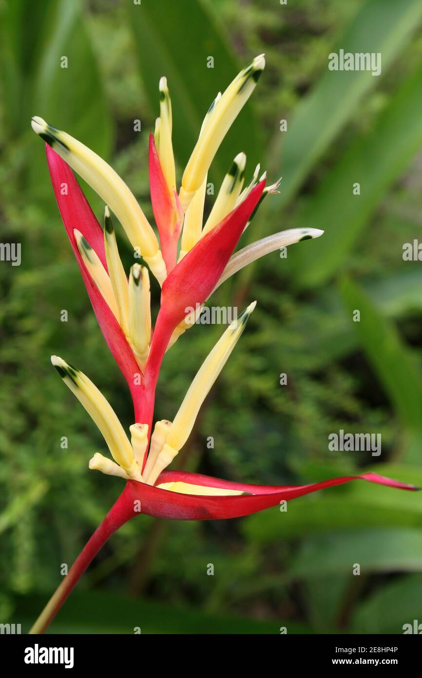 Falsche Paradiesvogel-Blume Heliconia psittacorum Stockfoto