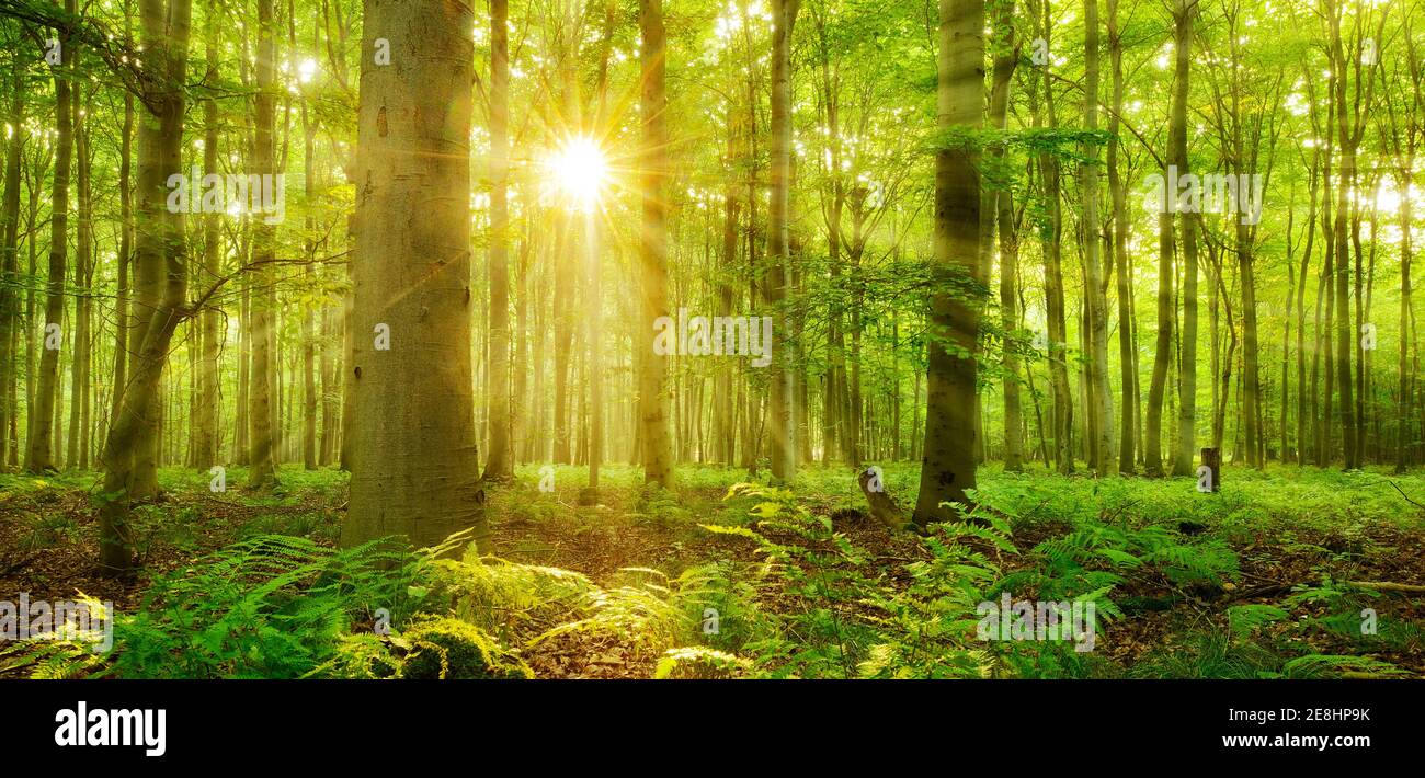 Panorama, lichtdurchfluteter Buchenwald, Sonne scheint durch Dunst, Farn bedeckt den Waldboden, bei Naumburg, Burgenlandkreis, Sachsen-Anhalt Stockfoto Panorama, lichtdurchfluteter Buchenwald, Sonne scheint durch Dunst, Farn bedeckt den Waldboden, bei Naumburg, Burgenlandkreis, Sachsen-Anhalt Stockfoto
