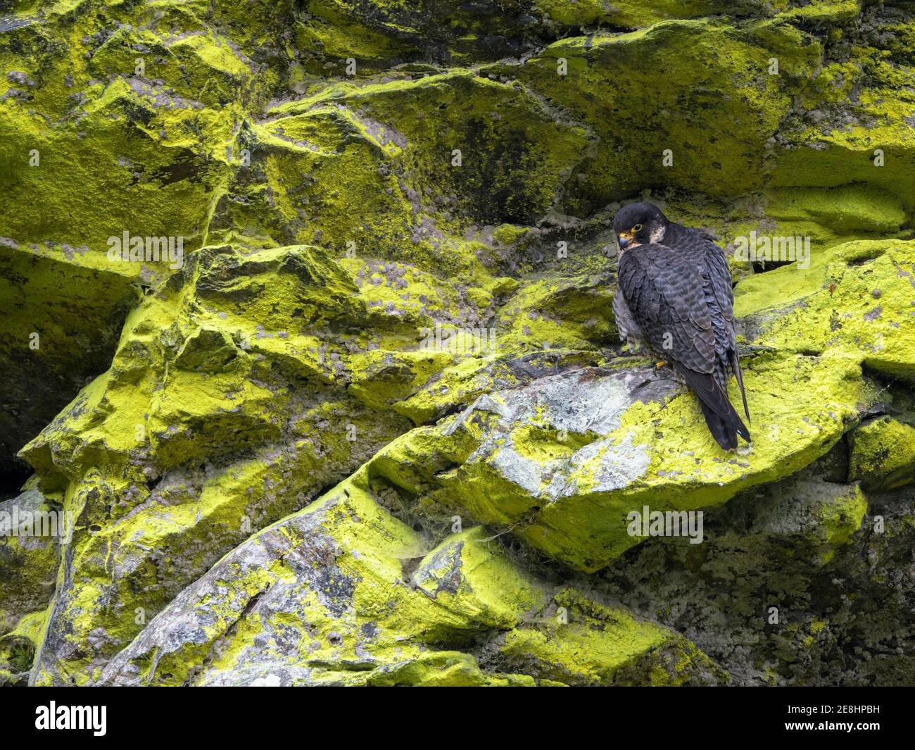 Wanderfalkenfalke (Falco peregrinus), Weibchen sitzend in einer mit Schwefelflechten bewachsenen Felswand, Schwarzwald, Baden-Württemberg, Deutschland Stockfoto