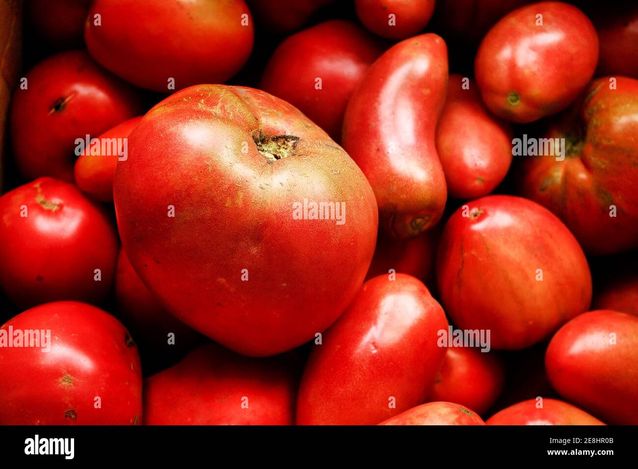 Rote reife Tomaten liegen zusammen. Draufsicht. Dies ist eine neue Ernte von natürlichem Gemüse aus dem Garten. Stockfoto