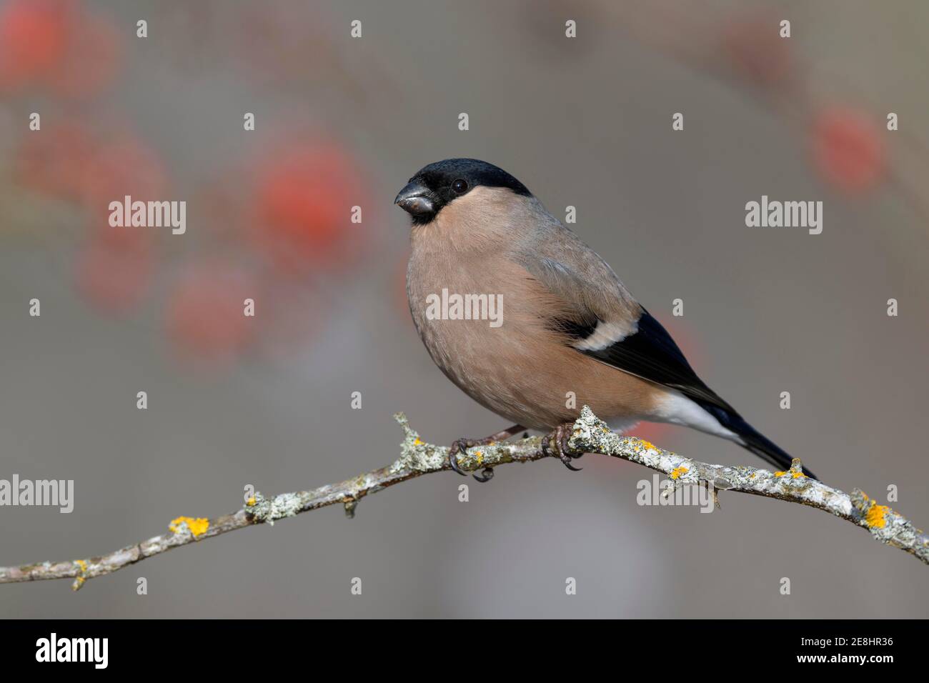 Eurasischer Gimpel, Gimpel (Pyrrhula pyrrhula), Weibchen sitzend auf einem mit Flechten bedeckten Ast, Biosphärenreservat Schwäbische Alb, Baden-Württemberg Stockfoto