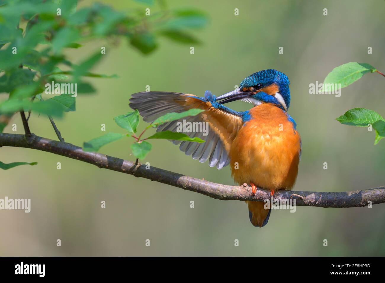 Eisvogel (Alcedo atthis), Männchen auf seinem natürlichen Barsch während der Gefiederpflege, Donauauen, Baden-Württemberg, Deutschland Stockfoto