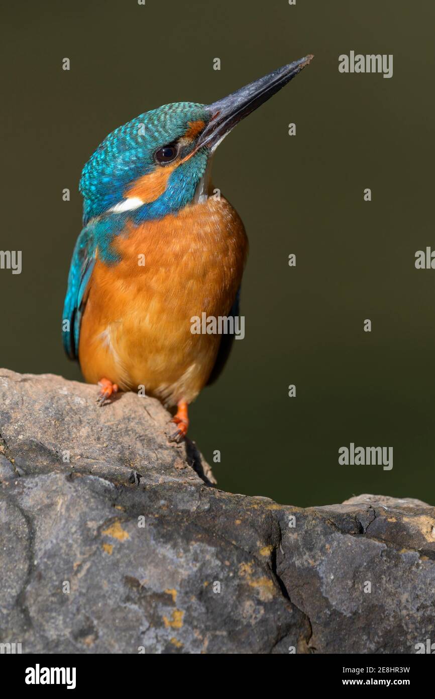 Eisvogel (Alcedo atthis), Männchen auf einem Stein sitzend, Donauauen, Baden-Württemberg, Deutschland Stockfoto