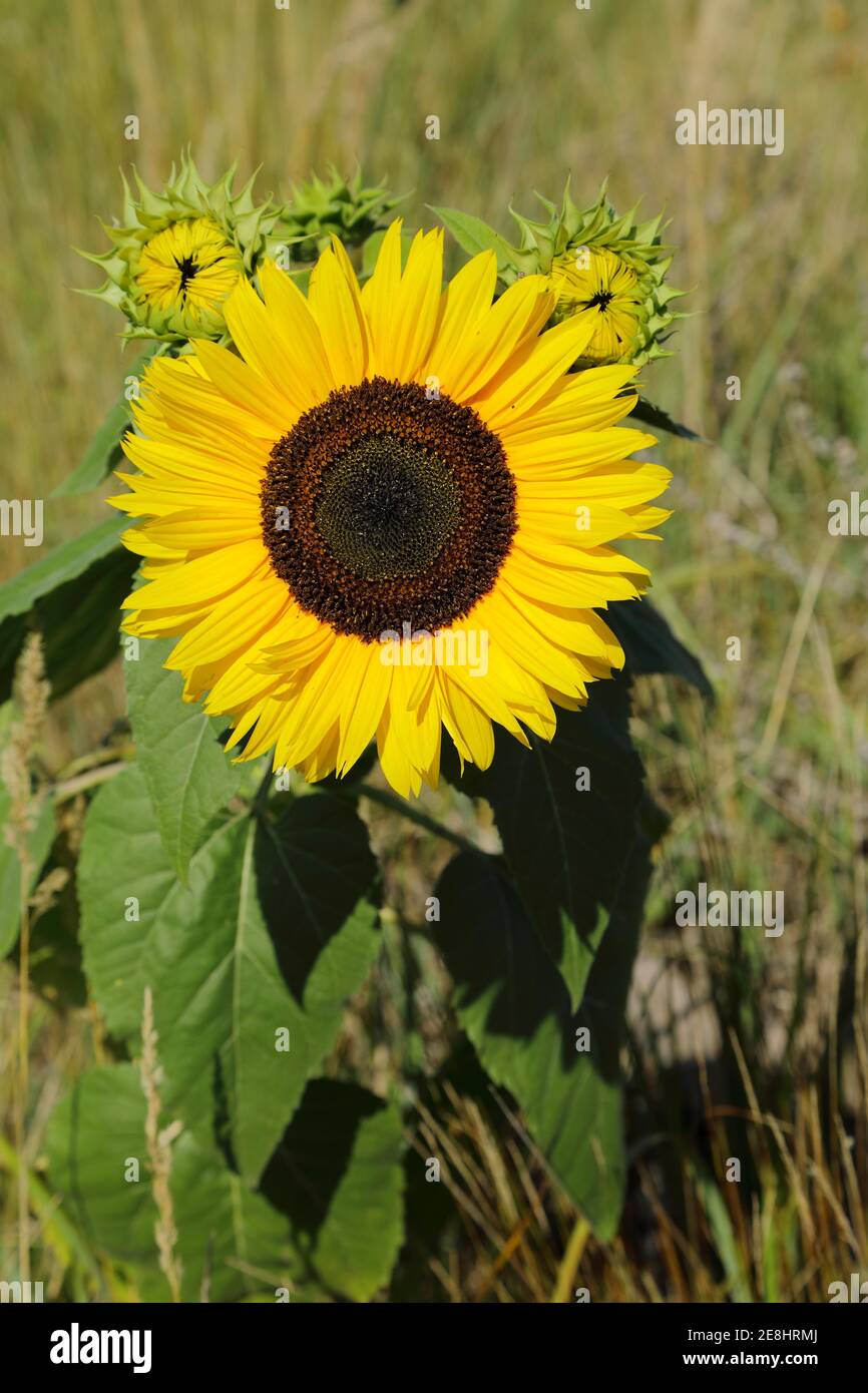 Sonnenblumen Kerzenring 25cm - Mit Eukalyptus & Weißen Knospen