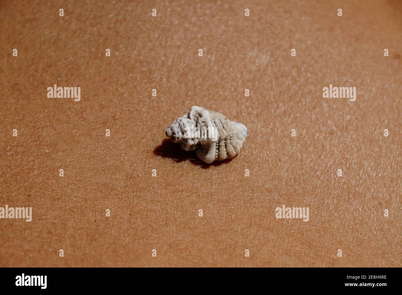 Oben verschiedener Muschelschale, die auf den gegerbten Körper gelegt ist Crop unkenntlich weibliche Sonnenbaden am Strand Stockfoto