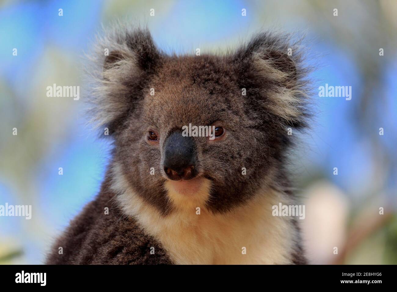 Koala (Phascolarctos cinereus), Erwachsene, Porträt, Kangaroo Island Wildlife Park, Parndana, Kangaroo Island, South Australia, Australien Stockfoto