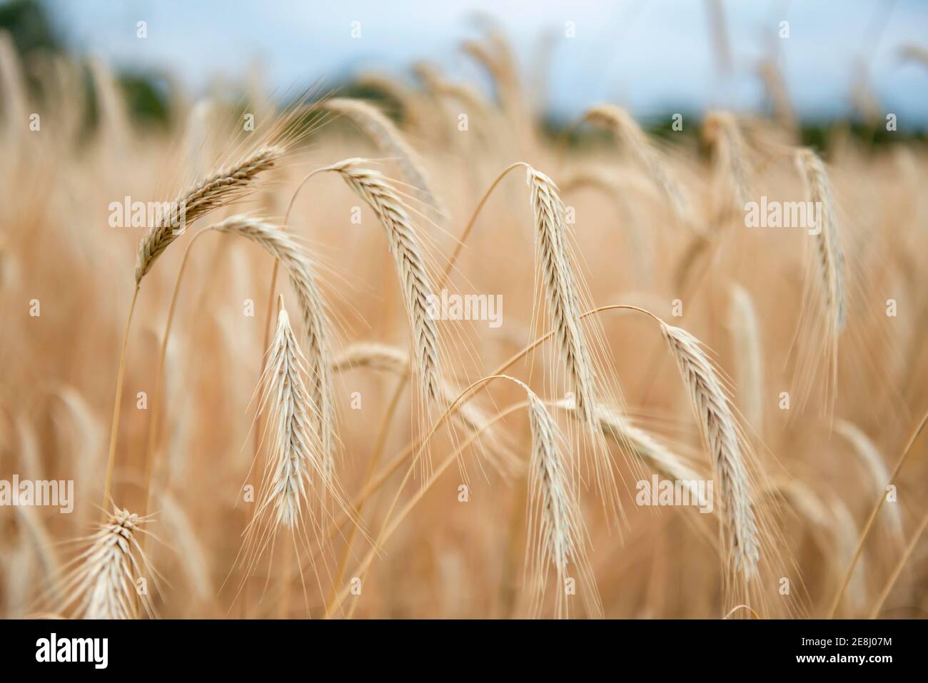 Ähren von Mais auf einem Feld, Roggen (Secale cereale L.) Petkuser Kurzstroh, traditioneller landwirtschaftlicher Anbau, Freilichtmuseum Domaene Dahlem, Berlin Stockfoto