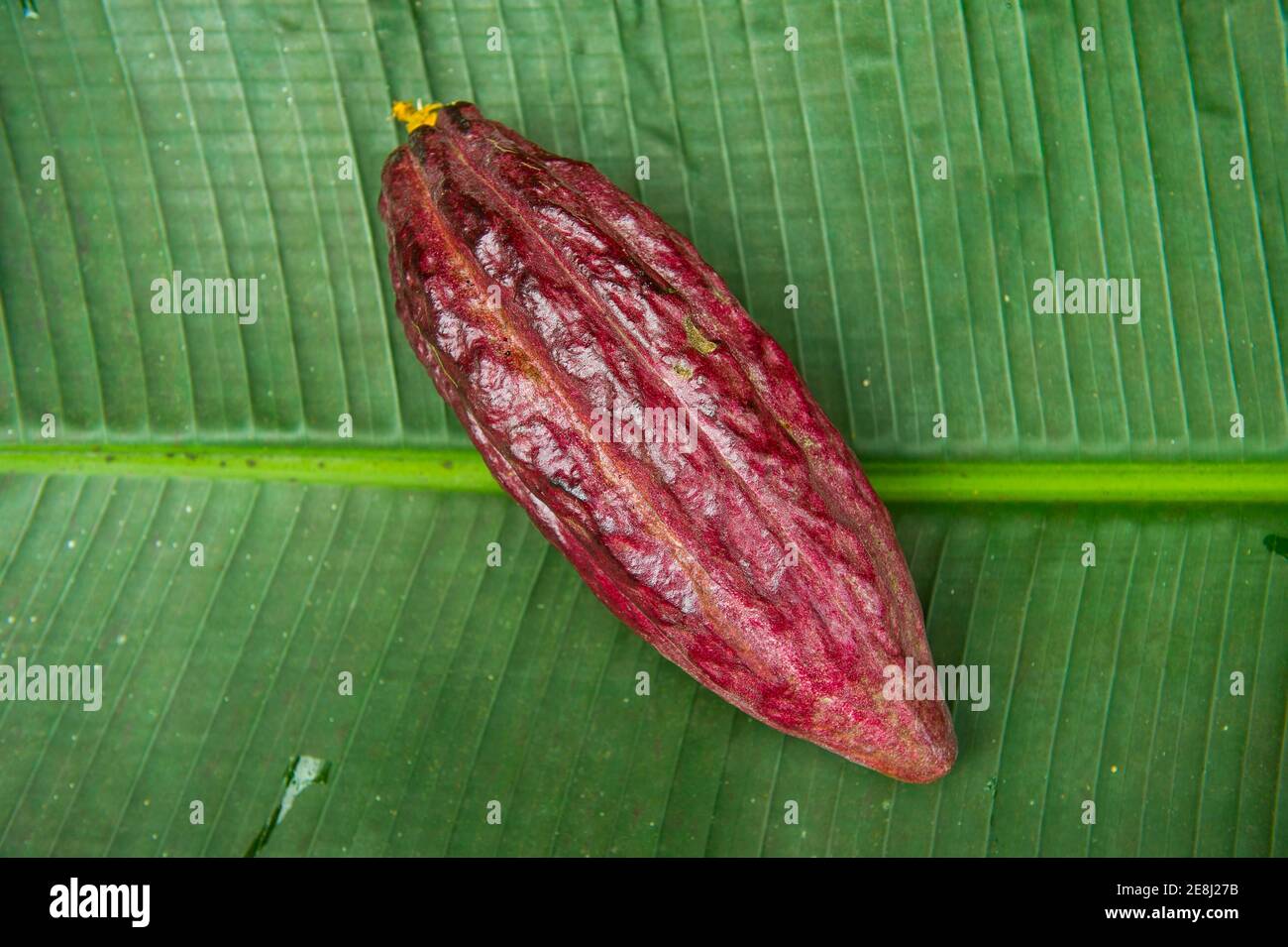 Die Kakaobohne, auch Kakaobohne (Theobroma cacao), Plantation Roca Monte Cafe, Sao Tome, Sao Tome und Principe, Atlantik Stockfoto