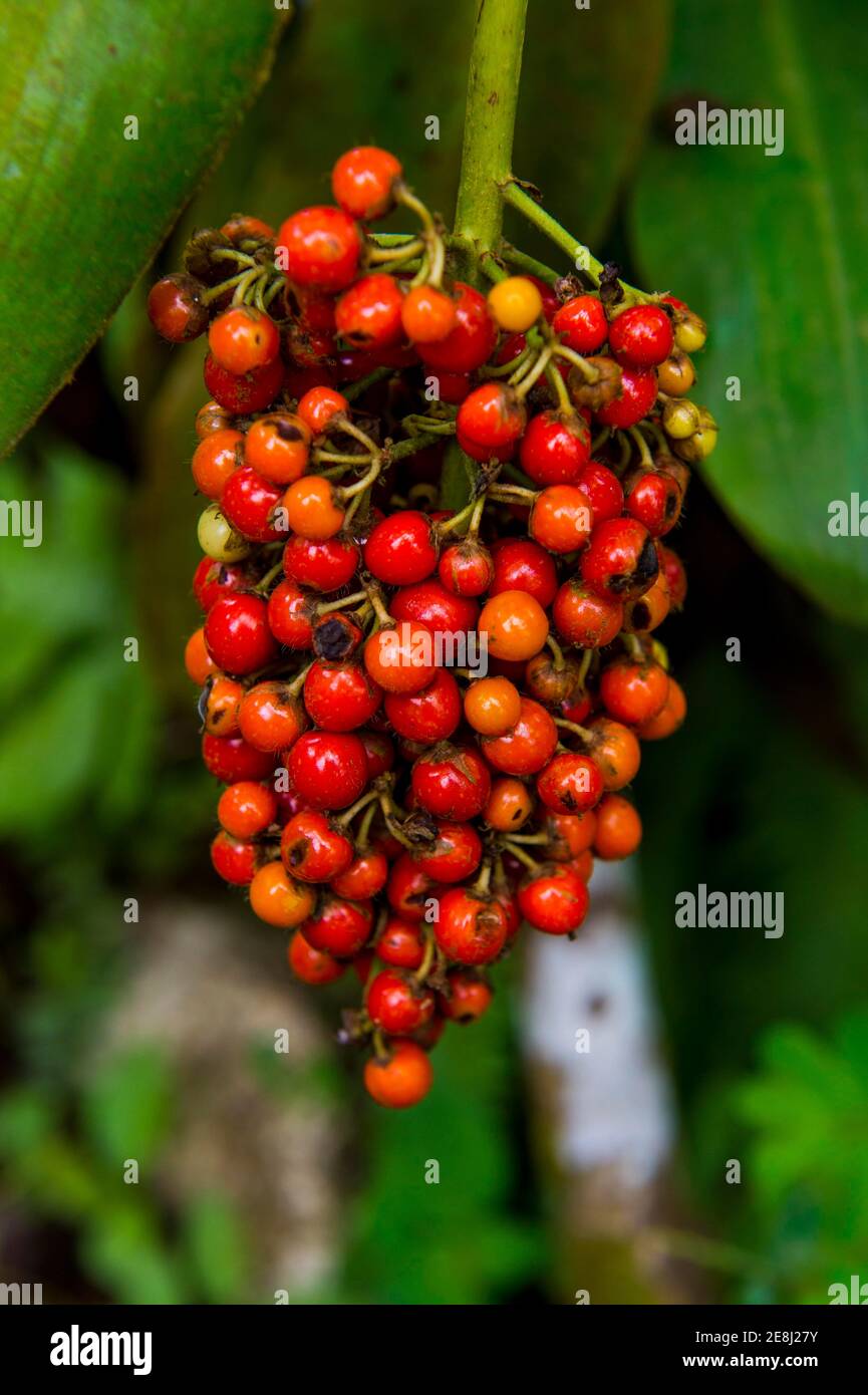 Rote Kaffeebeeren (Rubiaceae) im Botanischen Garten von Bom Sucesso, Sao Tome, Sao Tome und Principe, Atlantik Stockfoto