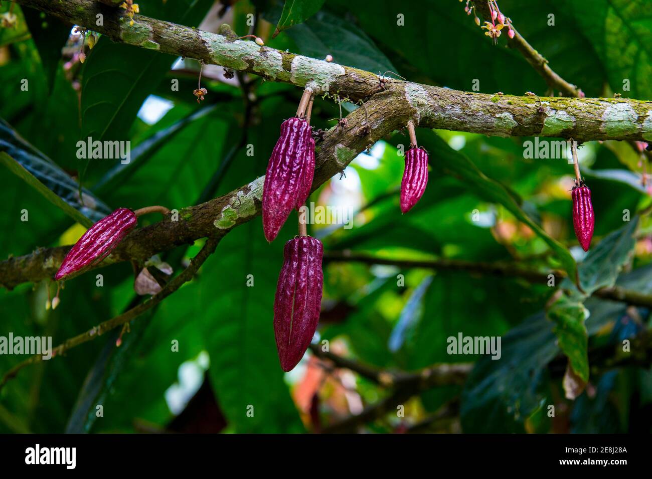 Junge Kakaobohnen, auch Kakaobohnen (Theobroma cacao), Plantation Roca Monte Cafe, Sao Tome, Sao Tome und Principe, Atlantik Stockfoto