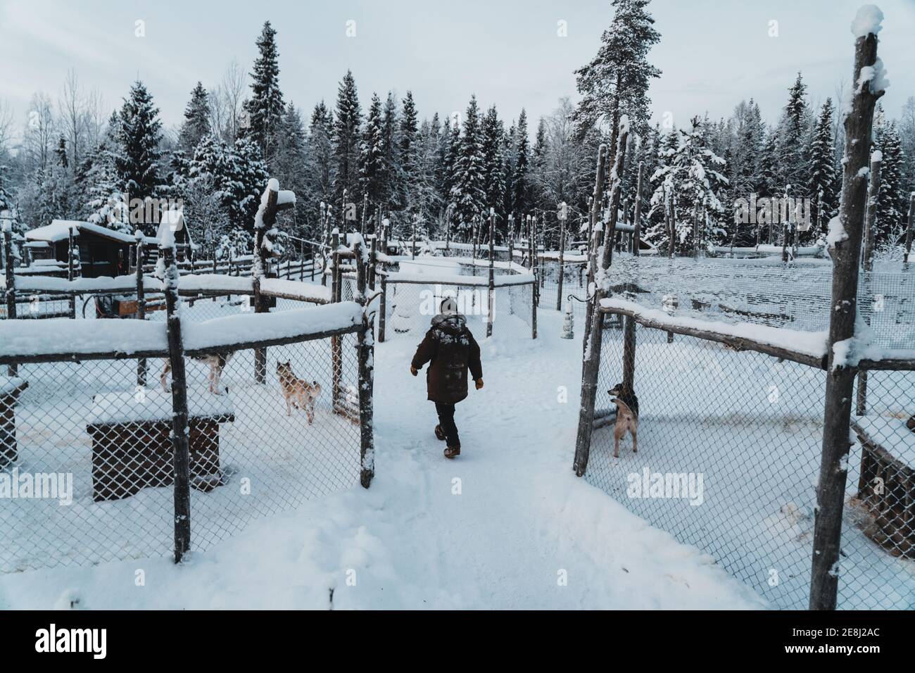 Rückansicht des unkenntlichen Reisenden in warmer Oberbekleidung, der weiter geht Schneebedecktes Gelände in der Nähe von Schlittenhunden, die in Zwingern in der Nähe von Nadelbäumen stehen Wald gegen Clou Stockfoto