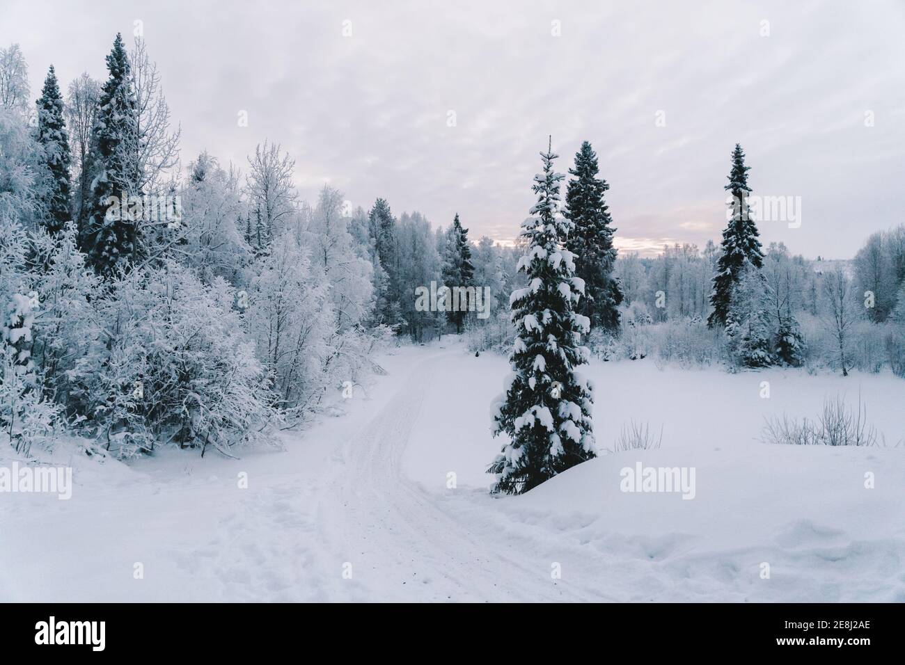 Malerische Landschaft von Fichten und blattlosen Bäumen mit Reif bedeckt Wächst auf verschneitem Gelände gegen bewölkten Himmel im Winter Stockfoto