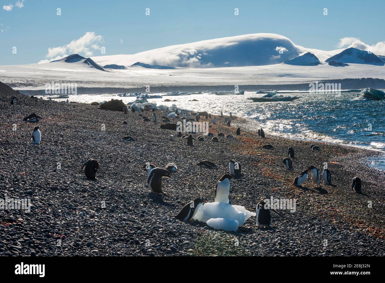 Adelie- und Gentoo-Pinguine, Brown Bluff, Tabarin-Halbinsel, Antarktis Stockfoto