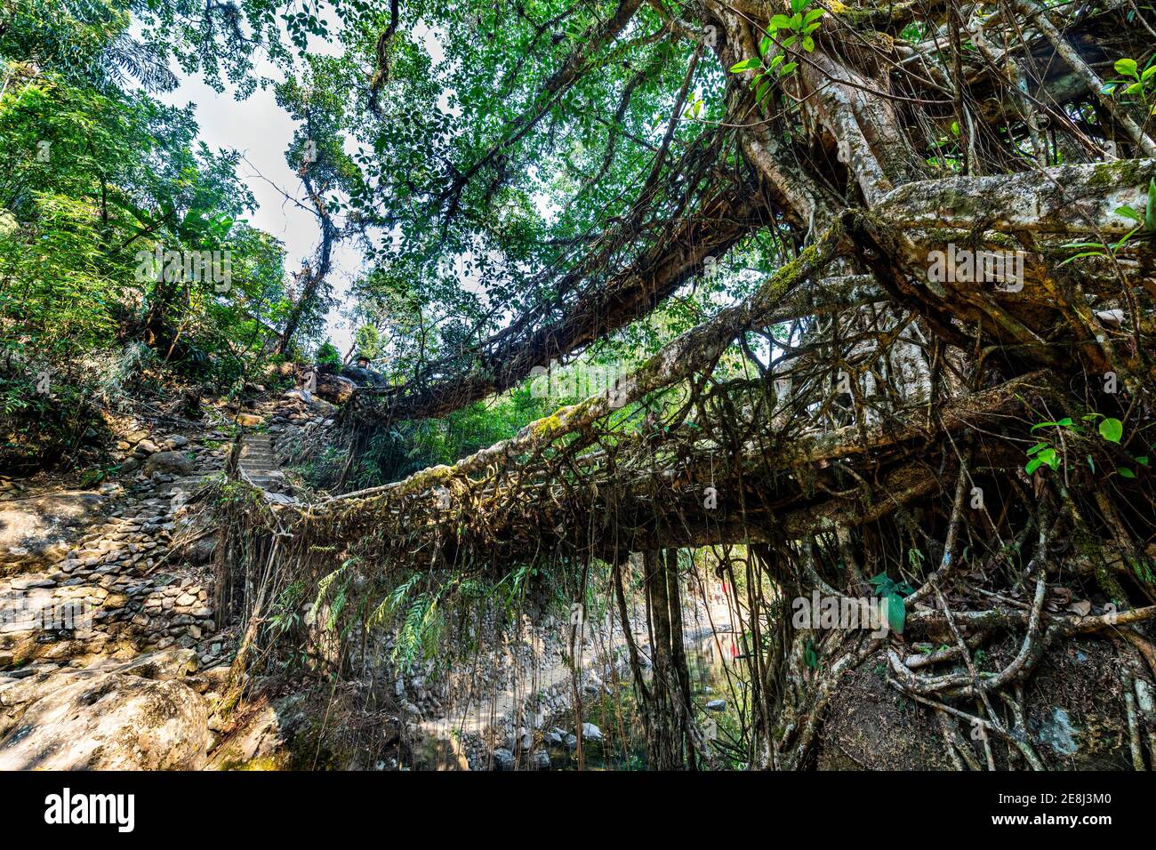 Double Decker Living Root Bridge, Sohra oder Cherrrapunjee, Meghalaya, Indien Stockfoto