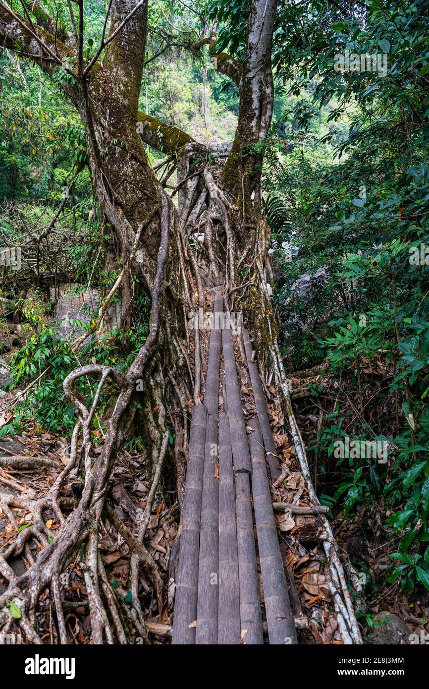 Lebende Wurzelbrücke, Sohra oder Cherrapunjee, Meghalaya, Indien Stockfoto
