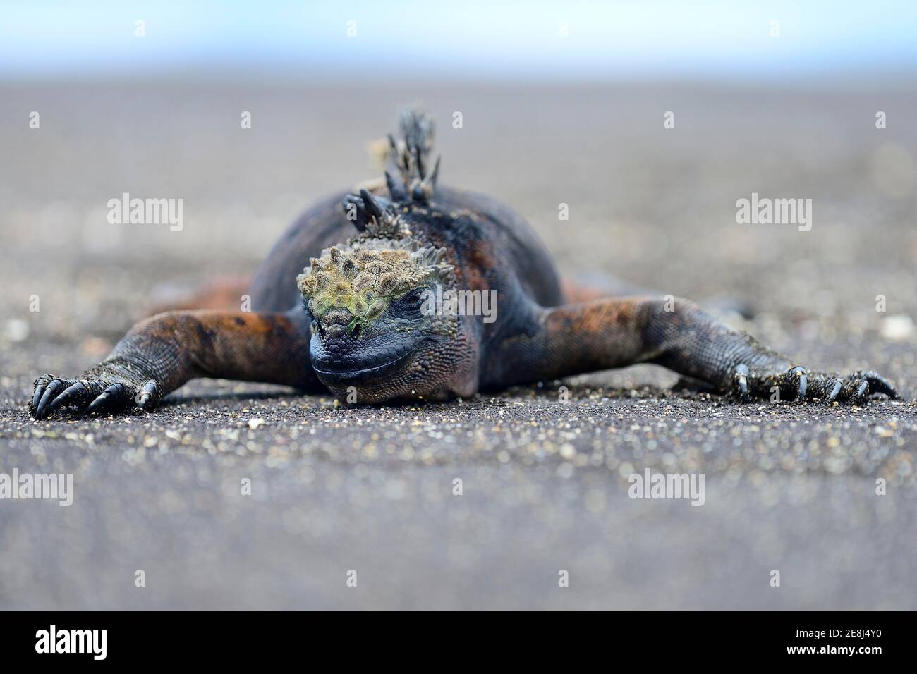 Meeresiguana (Amblyrhynchus cristatus) mit offenen Augen auf Lavasandstrand, Puerto Egas, James Bay, Santiago Island, Galapagos, Ecuador Stockfoto