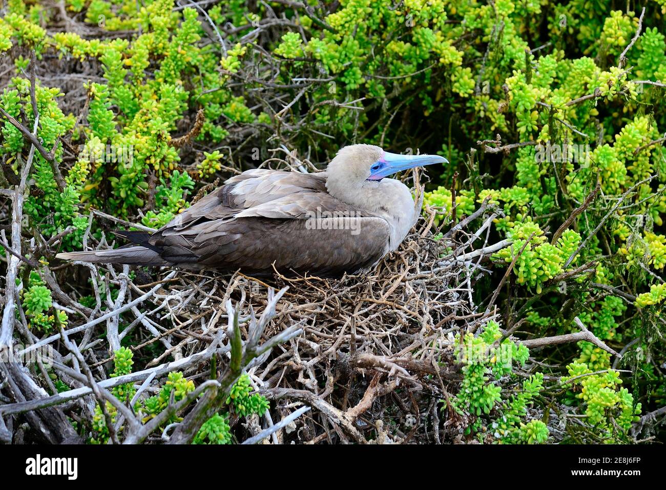 Rotfußbooby (Sula sula websteri) sitzt in einem Nest auf einem Baum, Insel San Christobal, Galapagos, Ecuador Stockfoto