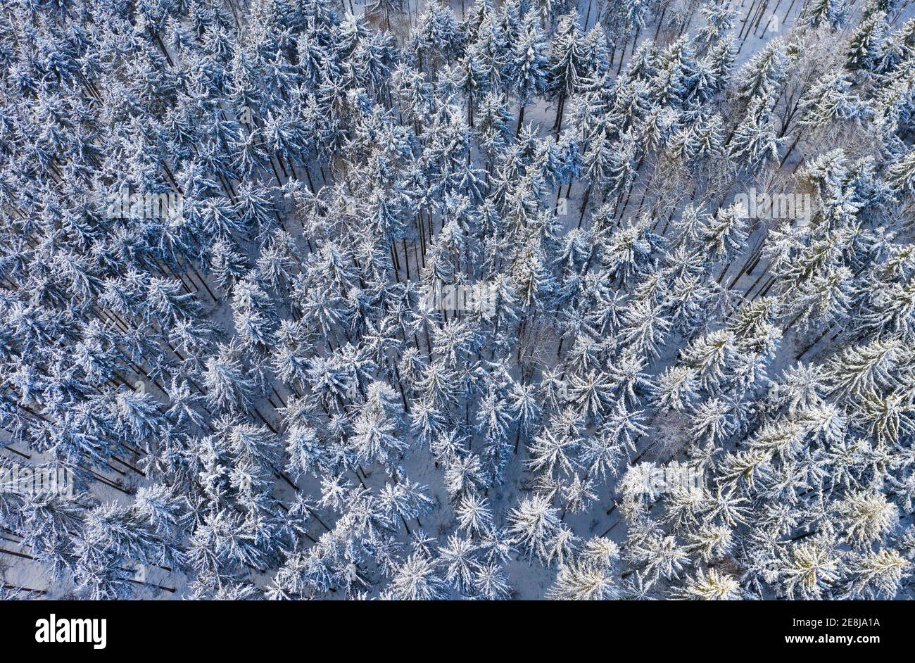 Schneebedeckter Fichtenwald (Picea) von oben, Drohnenbild, Mondseeland, Salzkammergut, Oberösterreich, Österreich Stockfoto