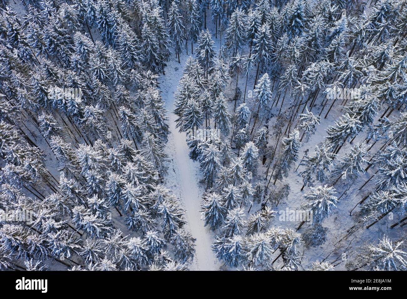 Schneebedeckter Fichtenwald (Picea) mit Waldstraße von oben, Drohnenbild, Mondseeland, Salzkammergut, Oberösterreich, Österreich Stockfoto