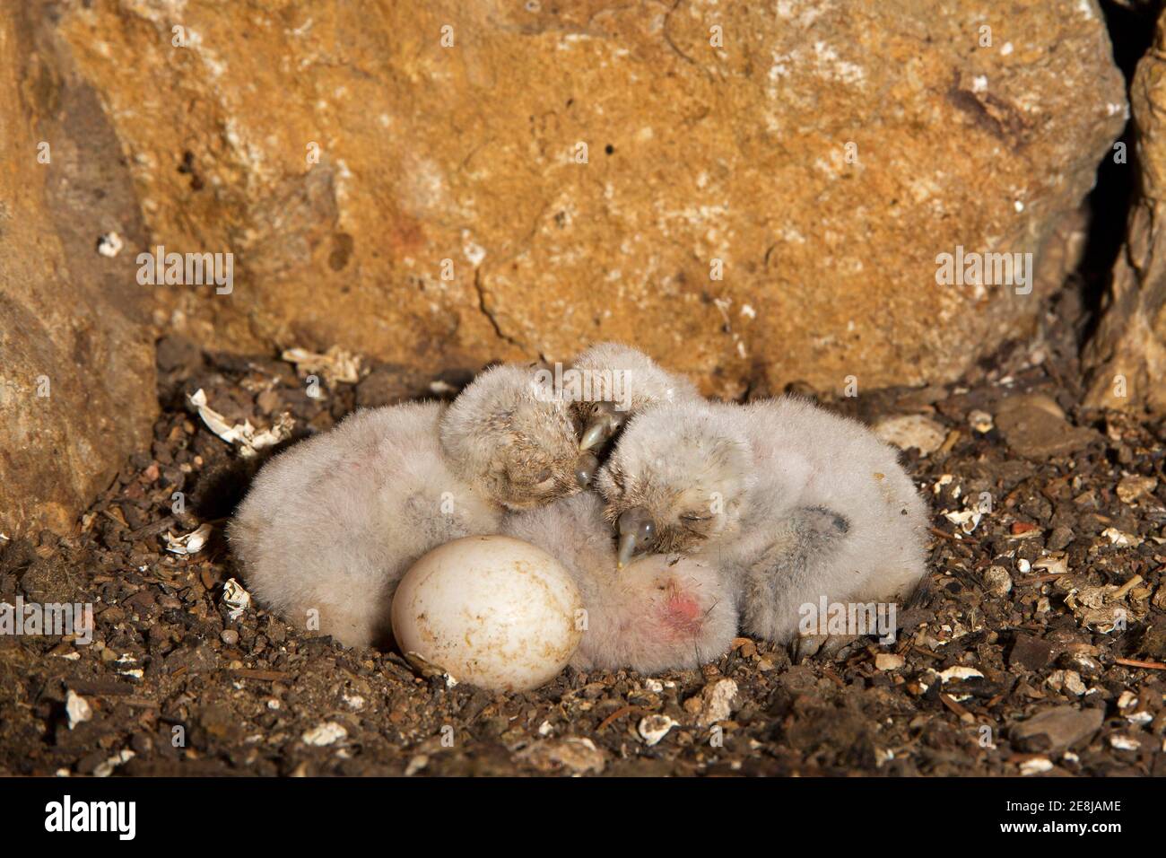 Kleine Eule (Athene noctua) Jungtiere und ein unbefruchtetes Ei in der Bruthöhle, stark gefährdete Arten in Mitteleuropa, Thüringen, Deutschland Stockfoto