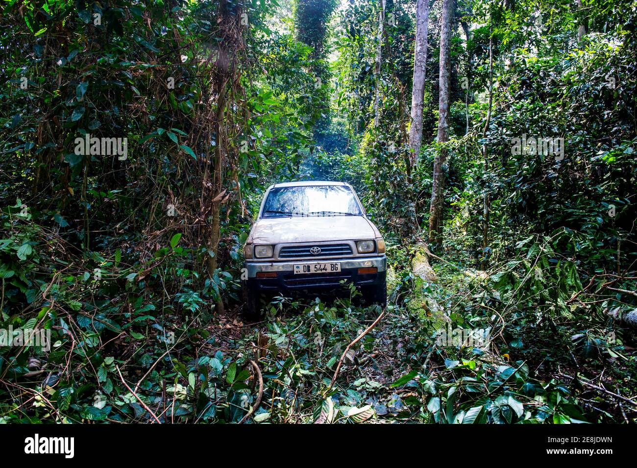 Auto Fahrt durch die wilden Straßen des UNESCO-Welterbes Sehenswürdigkeit Dzanga-Sangha Special Reserve, Zentralafrikanische Republik Stockfoto