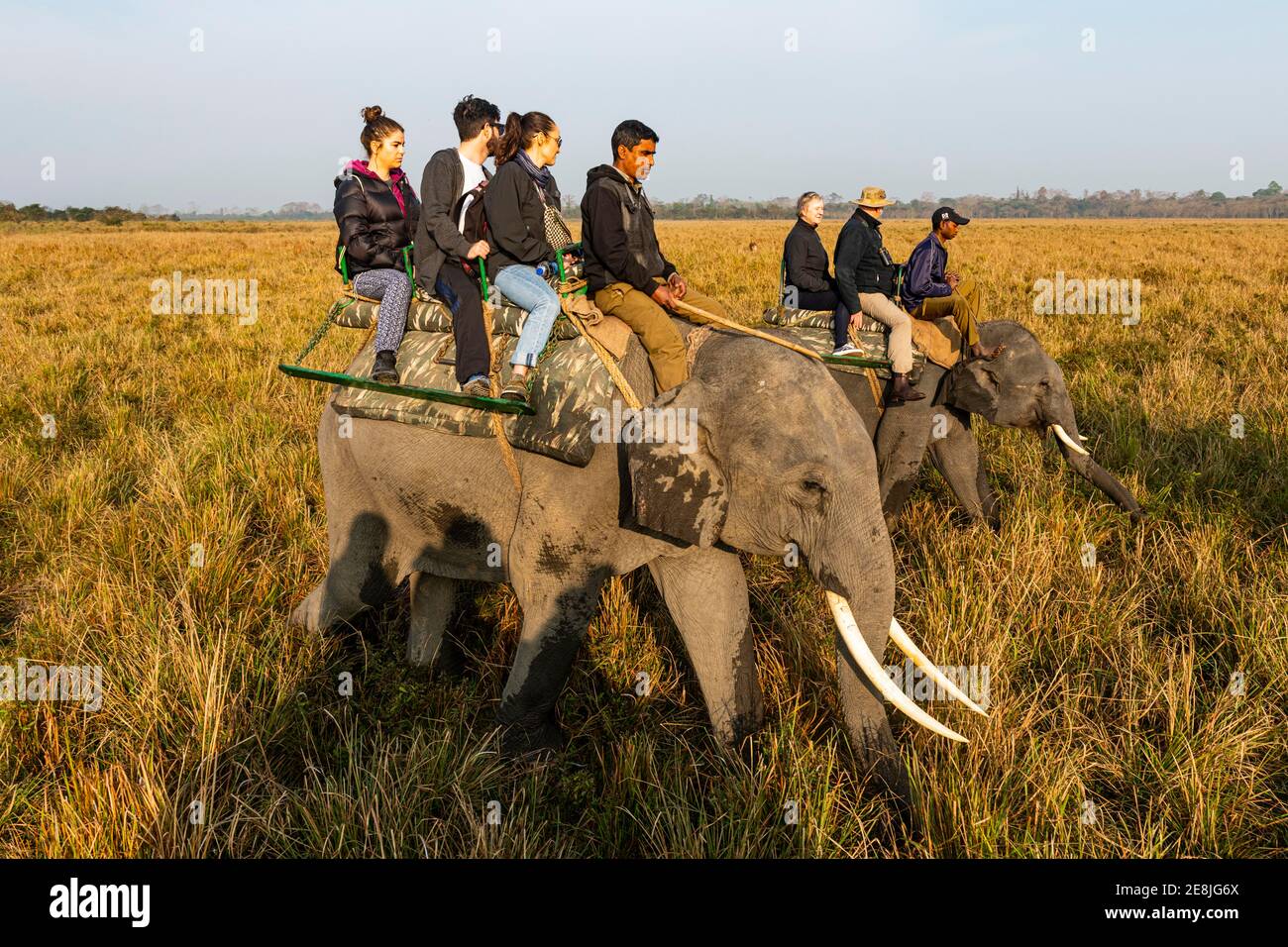 Am frühen Morgen reiten Elefanten auf Elefanten durch das Elefantengras, UNESCO Weltkulturerbe, Kaziranga Nationalpark, Assam, Indien Stockfoto