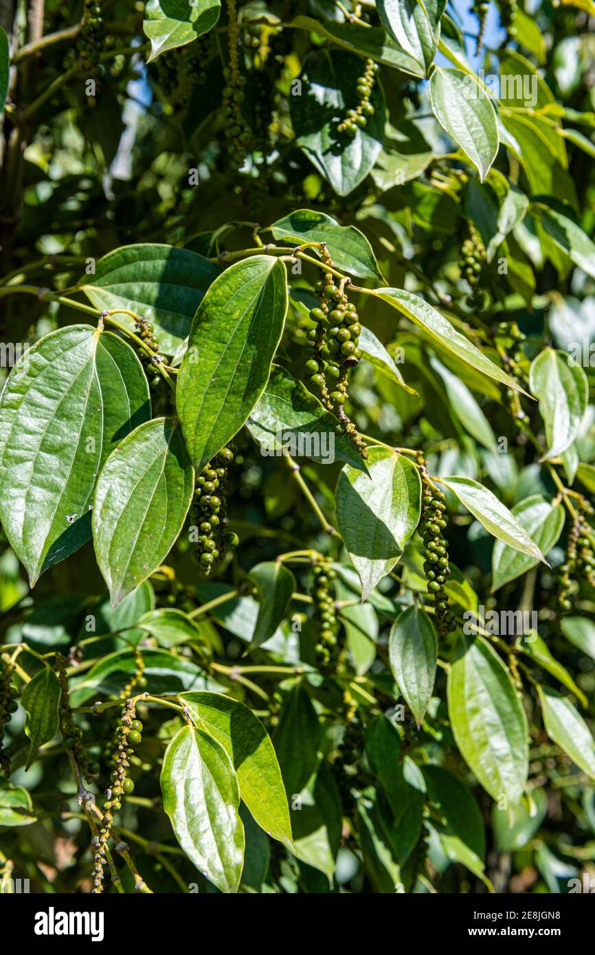 Schwarzer Pfeffer aus nächster Nähe (Piper nigrum) auf einer Pfefferfarm, Insel Phu Quoc, Vietnam Stockfoto