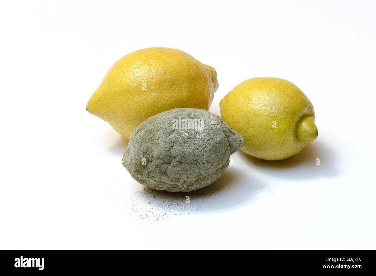 MoldZitrone, Mehltau (Citrus limon) Stockfoto