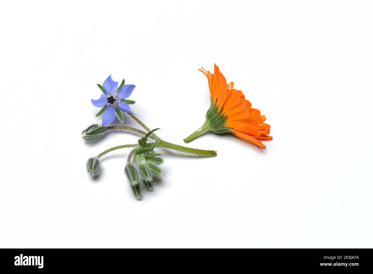 Marigoldblüte und Blüte, Mittel, Borage Stockfoto