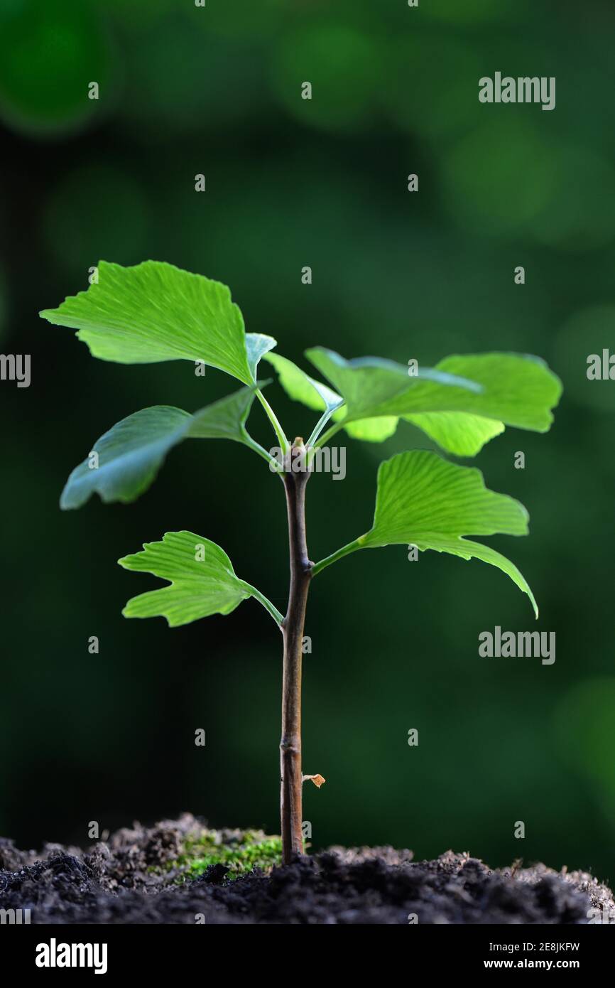 Junger Baum (Ginkgo biloba) Stockfoto