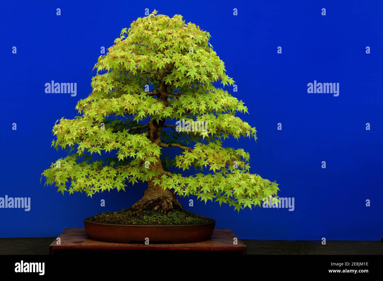 Bonsai-Baum, japanischer Ahorn (Acer palmatum), ca. 1955 Stockfoto