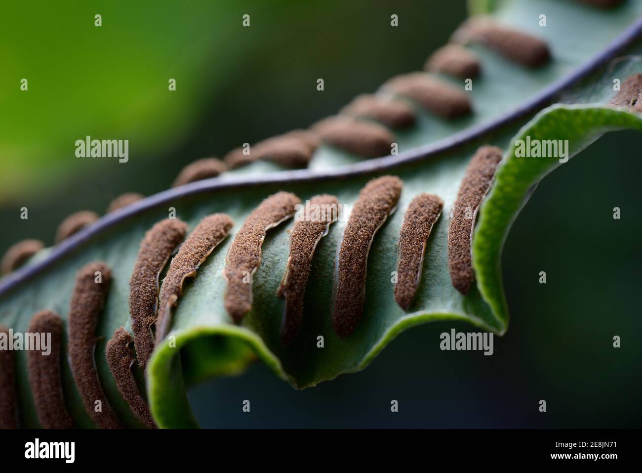 Farn, Sori auf der Unterseite von Farn frond, Asplenium scolopendrium, Phyllitis scolopendrium, Sporen, Sporangia Stockfoto