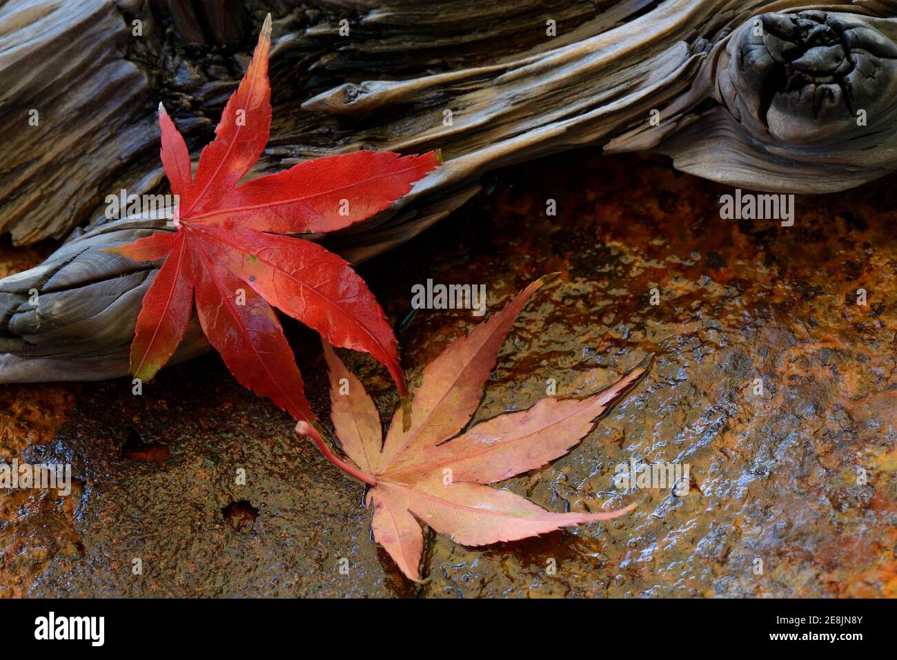 Rote Ahornblätter, Acer palmatum Stockfoto