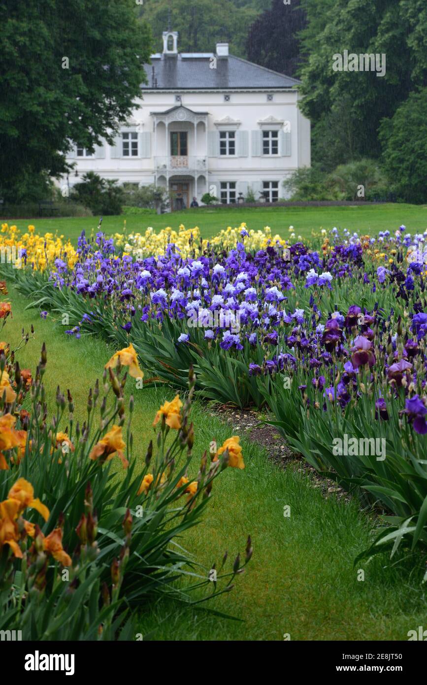 Deutsche Iris, x germanica, Garten der Villa Merian, Basel, Grün 80, Schweiz Stockfoto