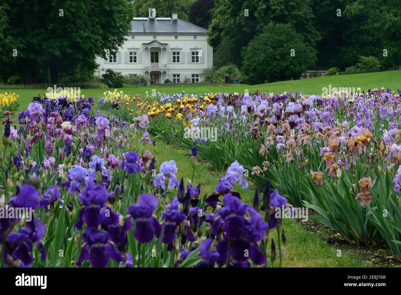 Deutsche Iris, x germanica, Garten der Villa Merian, Basel, Grün 80, Schweiz Stockfoto