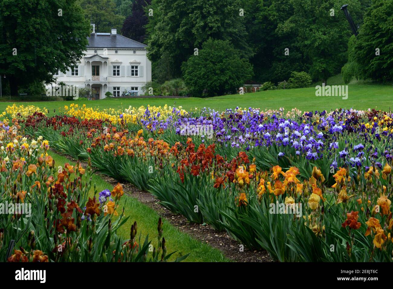 Deutsche Iris, x germanica, Garten der Villa Merian, Basel, Grün 80, Schweiz Stockfoto