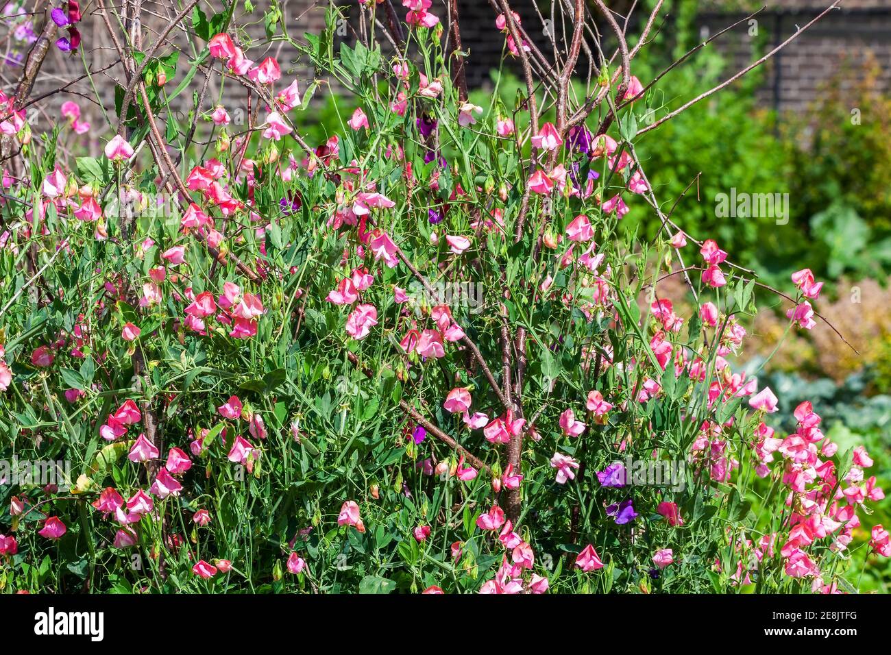 Süße Erbse (Lathyrus odoratus) Eine im Frühling blühende Pflanze mit einer sommerlichen rosa Blume Stock Foto Bild Stockfoto